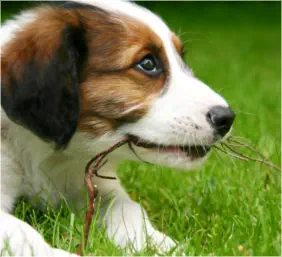 vétérinaire spécialiste chien