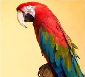 vétérinaire spécialiste oiseaux