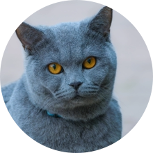 veterinaire de garde Baulers