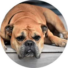 veterinaire de garde Ittre
