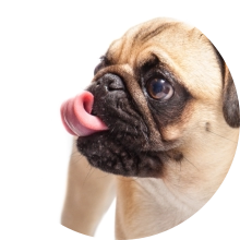 veterinaire de garde Braine-le-Comte