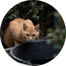 veterinaire de garde Henripont