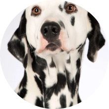 veterinaire de garde Thimeon
