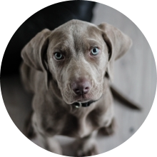 veterinaire de garde Buzet