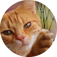 veterinaire de garde Reves