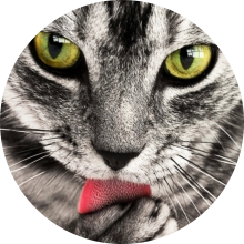 veterinaire de garde Wayaux