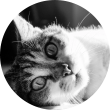 veterinaire de garde Loupoigne