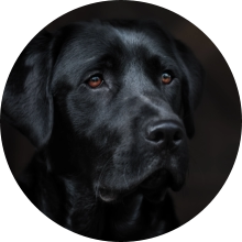 veterinaire de garde Ophain-Bois-Seigneur-Isaac