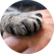 veterinaire de garde Ecaussinnes