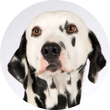 veterinaire de garde Villers-Perwin