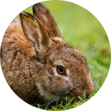 veterinaire de garde Baisy-Thy