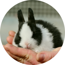 veterinaire de garde Luttre