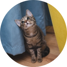 veterinaire de garde Pont-a-Celles