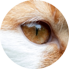 veterinaire de garde Genappe