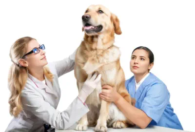 emploi vétérinaire