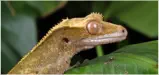 vétérinaire spécialiste reptile