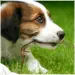 vétérinaire spécialiste chien