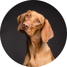 veterinaire de garde Bornival