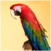 vétérinaire spécialiste oiseaux