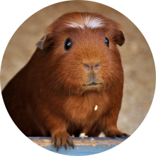 veterinaire de garde Petit-Roeulx-lez-Nivelles