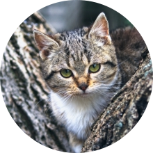 veterinaire de garde Thines