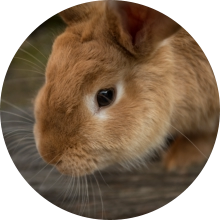 veterinaire de garde Familleureux