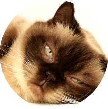 veterinaire de garde Petit-Roeulx-lez-Nivelles