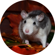veterinaire de garde Ronquieres