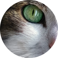 veterinaire de garde Arquennes