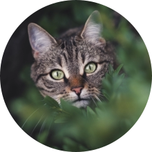 veterinaire de garde Hennuyeres