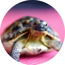 veterinaire de garde Glabais