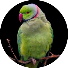 veterinaire de garde Houtain-le-val