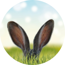 veterinaire de garde Bousval