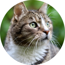 veterinaire de garde Lillois-Witterzee