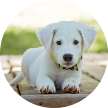 veterinaire de garde Braine l alleud