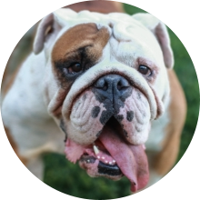 veterinaire de garde Nivelles
