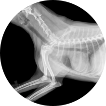 Urgence veterinaire2