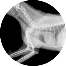 Urgence veterinaire2