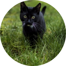 Urgence veterinaire Brabant Wallon