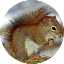Urgence veterinaire Ecaussinnes