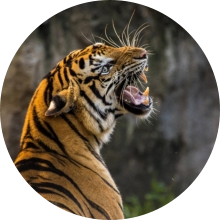 Urgence veterinaire Ittre