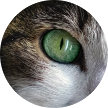 veterinaire de garde Arquennes