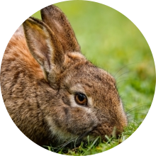 veterinaire de garde Baisy-Thy