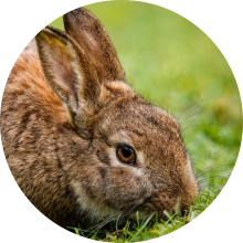 veterinaire de garde Baisy-Thy