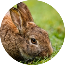 veterinaire de garde Baisy-Thy