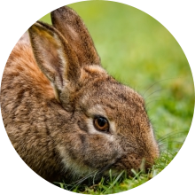 veterinaire de garde Baisy-Thy