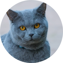 veterinaire de garde Baulers