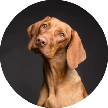 veterinaire de garde Bornival
