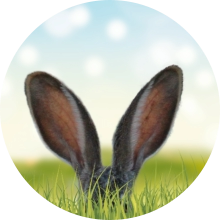 veterinaire de garde Bousval