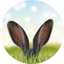 veterinaire de garde Bousval
